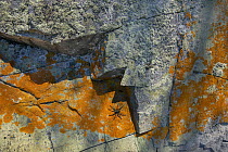 Wolf Spider (Lycosidae) and lichen, on rocks, Minnesota