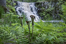 Jack In The Pulpit (Arisaema triphyllum) flowers near waterfall, Superior National Forest, Minnesota
