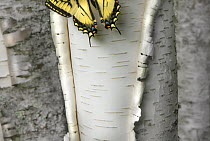 Swallowtail (Papilionidae) butterfly on peeling bark, Minnesota