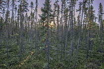 Black Spruce (Picea mariana) forest, Minnesota