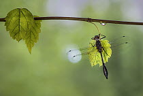 Clubtail Dragonfly (Gomphidae), Minnesota
