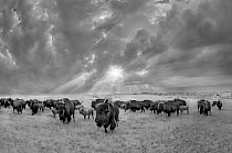 American Bison (Bison bison) herd in grassland, Blue Mounds State Park, Minnesota