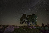 Trees at night, Blue Mounds State Park, Minnesota