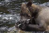 Grizzly Bear (Ursus arctos horribilis) feeding on Pink Salmon (Oncorhynchus gorbuscha) prey, Anan Creek, Tongass National Forest, Alaska