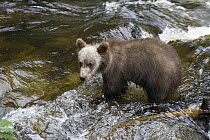 Grizzly Bear (Ursus arctos horribilis) cub in salmon stream in temperate rainforest, Anan Creek, Tongass National Forest, Alaska