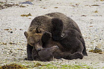 Grizzly Bear (Ursus arctos horribilis) juveniles playing, Tongass National Forest, Alaska