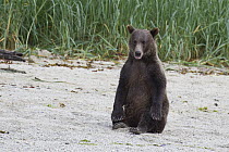 Grizzly Bear (Ursus arctos horribilis) juvenile on beach sitting upright, Tongass National Forest, Alaska