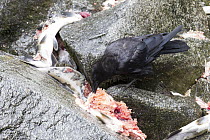 American Crow (Corvus brachyrhynchos) feeding on salmon scraps, Anan Creek, Tongass National Forest, Alaska
