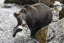 Grizzly Bear (Ursus arctos horribilis) with Pink Salmon (Oncorhynchus gorbuscha) prey, Anan Creek, Tongass National Forest, Alaska