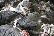 American Crow (Corvus brachyrhynchos) and Bonaparte's Gull (Larus philadelphia) feeding on salmon scraps, Anan Creek, Tongass National Forest, Alaska
