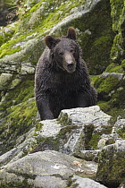 Grizzly Bear (Ursus arctos horribilis) in temperate rainforest, Anan Creek, Tongass National Forest, Alaska