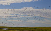 Snow Goose (Chen caerulescens) flock flying over coastal flats, Hudson Bay, Manitoba, Canada