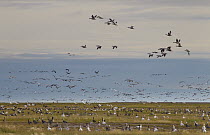 Snow Goose (Chen caerulescens) flock at coastal flats, Hudson Bay, Manitoba, Canada