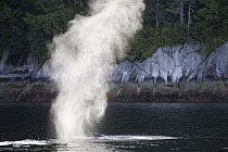Humpback Whale (Megaptera novaeangliae) surfacing, Inside Passage, British Columbia, Canada
