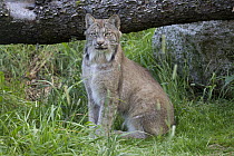 Canada Lynx (Lynx canadensis), Haines, Alaska