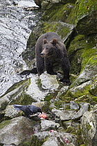 Grizzly Bear (Ursus arctos horribilis) and Common Raven (Corvus corax) along salmon stream in temperate rainforest, Anan Creek, Tongass National Forest, Alaska