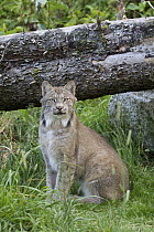 Canada Lynx (Lynx canadensis), Haines, Alaska