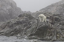 Polar Bear (Ursus maritimus) female on coast, Lady Franklin Island, Nunavut, Canada