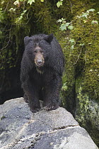 Black Bear (Ursus americanus) female in temperate rainforest, Anan Creek, Tongass National Forest, Alaska