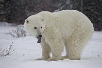 Polar Bear (Ursus maritimus) yearling cub in snowfall showing dark tongue, Hudson Bay, Manitoba, Canada