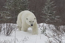 Polar Bear (Ursus maritimus) yearling cub in snowfall, Hudson Bay, Manitoba, Canada
