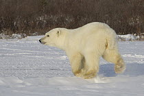 Polar Bear (Ursus maritimus) yearling cub running, Hudson Bay, Manitoba, Canada