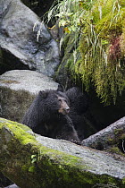 Black Bear (Ursus americanus) in temperate rainforest, Tongass National Forest, Alaska