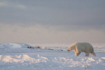 Polar Bear (Ursus maritimus) male at edge of sea ice, Churchill, Manitoba, Canada