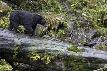Black Bear (Ursus americanus) and Common Raven (Corvus corax) in temperate rainforest, Anan Creek, Tongass National Forest, Alaska