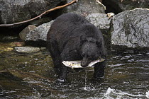Black Bear (Ursus americanus) with Pink Salmon (Oncorhynchus gorbuscha) prey, Anan Creek, Tongass National Forest, Alaska
