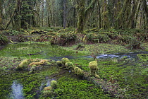 Kestner Creek, Quinault Rainforest, Olympic National Forest, Washington