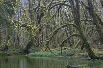 Kestner Creek, Quinault Rainforest, Olympic National Forest, Washington