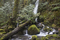 Waterfall and creek in temperate rainforest, Merriman Falls, Olympic National Park, Washington
