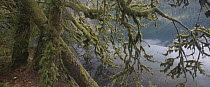 Mossy branches in temperate rainforest, Lake Crescent, Olympic National Park, Washington