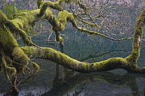 Mossy branches in temperate rainforest, Lake Crescent, Olympic National Park, Washington