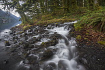 Creek flowing into lake in temperate rainforest, Lake Crescent, Olympic National Park, Washington