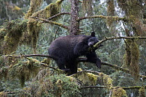 Black Bear (Ursus americanus) sleeping in tree in temperate rainforest, Anan Creek, Tongass National Forest, Alaska