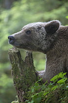 Grizzly Bear (Ursus arctos horribilis) juvenile in temperate rainforest, Anan Creek, Tongass National Forest, Alaska