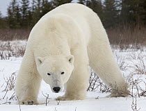 Polar Bear (Ursus maritimus) male, Hudson Bay, Manitoba, Canada