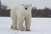 Polar Bear (Ursus maritimus) male in snowstorm, Hudson Bay, Manitoba, Canada