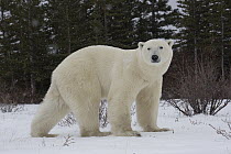 Polar Bear (Ursus maritimus) male, Hudson Bay, Manitoba, Canada