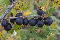 Northern Black Currant (Ribes hudsonianum) berries, Hudson Bay, Manitoba, Canada