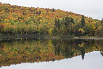 Forest along lake in autumn, Laurentian Mountains, La Mauricie National Park, Quebec, Canada