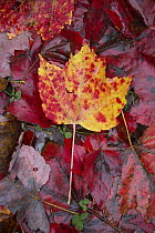 Maple (Acer sp) leaf in autumn, Laurentian Mountains, La Mauricie National Park, Quebec, Canada