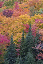 Forest in autumn, Algonquin Provincial Park, Ontario, Canada