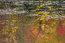 Fall colors reflecting in lake, Algonquin Provincial Park, Ontario, Canada