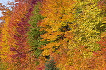 Trees in autumn, Algonquin Provincial Park, Ontario, Canada