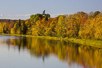 Trees in autumn, Mississagi River, Ontario, Canada