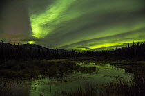 Aurora borealis above taiga, Whitehorse, Yukon Territory, Canada