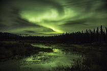 Aurora borealis above taiga, Whitehorse, Yukon Territory, Canada
